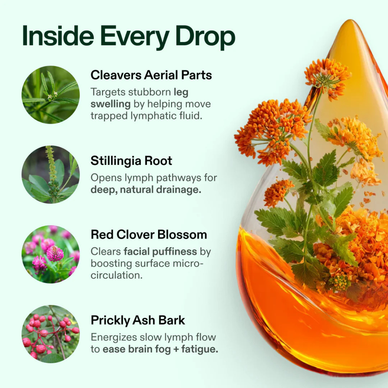 Kayvor® Lymphatic Drainage Drops